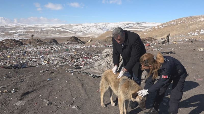 Erciş’te belediye ekipleri sokak hayvanlarına yiyecek bırakarak aşılarını yaptı
