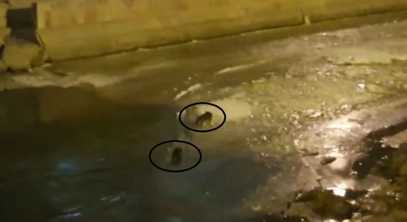 Nesli tükenmekte olan su samurları Çoruh Nehrinde görüldü
