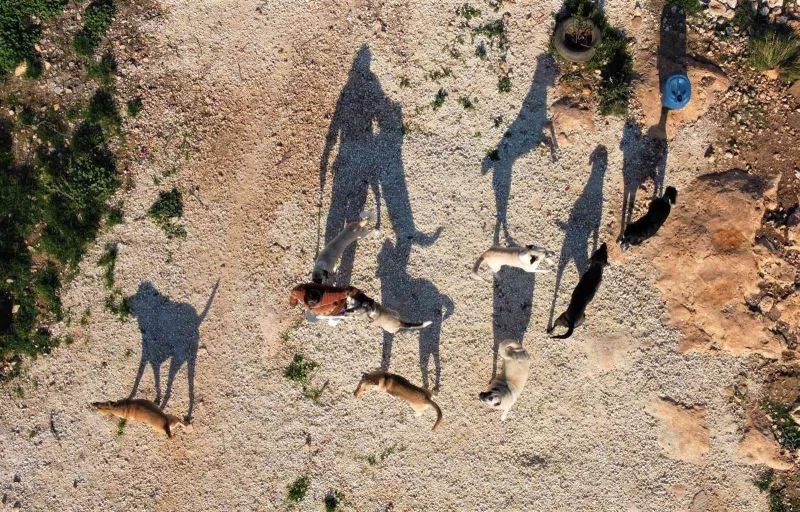 80 hayvana anne oldu, 53 köpek ile 27 kediyi sokaktan kurtardı
