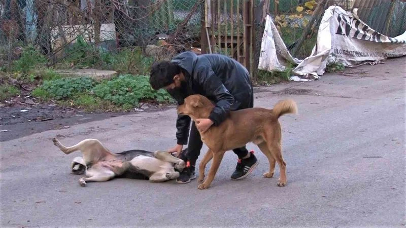 Kaybolan köpeğini bulana 2 bin 500 lira ödül verecek
