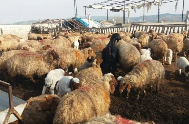 Üretim tamamlandı, göçerler yaylalardan indi
