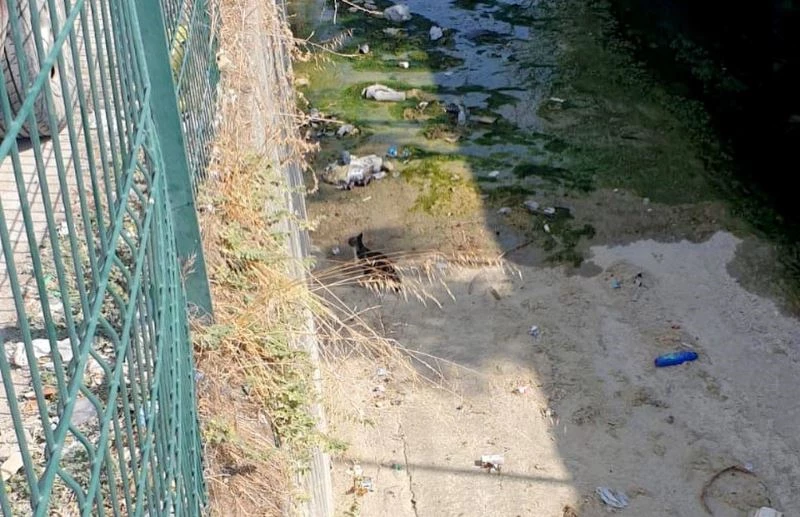 Derede mahsur kalan yavru kediyi itfaiye kurtardı
