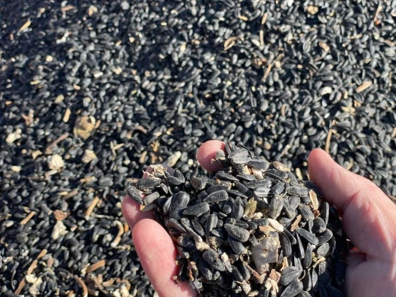 İlk defa ekildi, beklenenin üzerinde verim alındı
