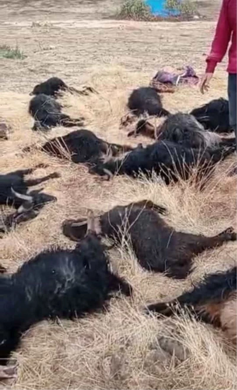 Siirt’te mağara çöktü, 17 hayvan telef oldu
