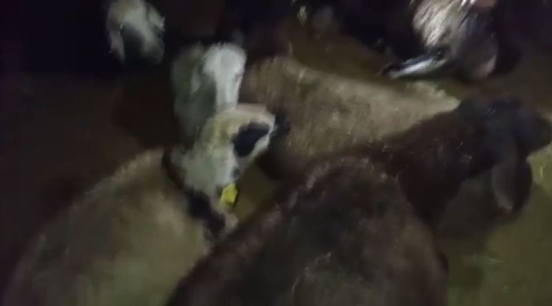 Ağrı’da kurtlar 350 koyundan oluşan sürüye saldırdı
