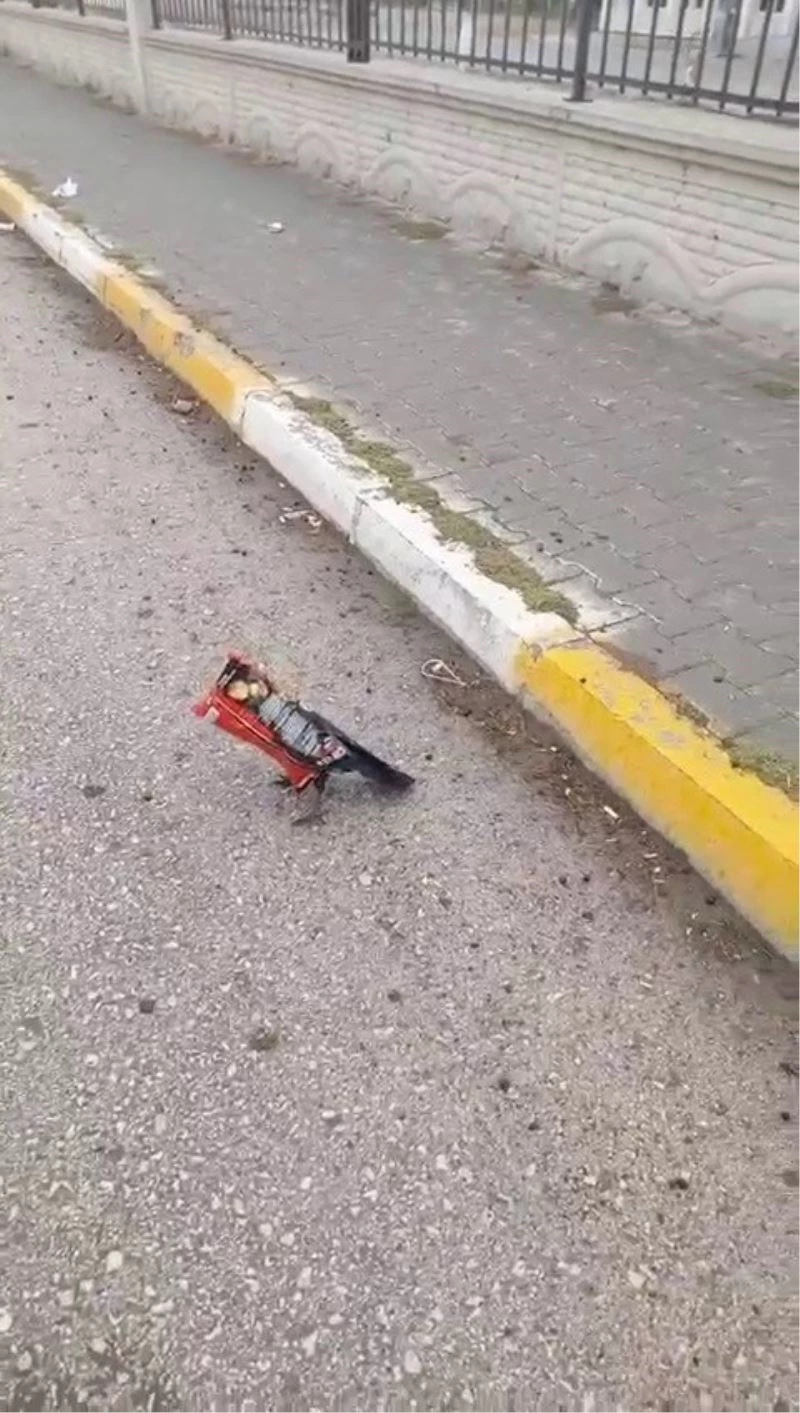 Kafasına poşet geçen kargayı öğretmen kurtardı
