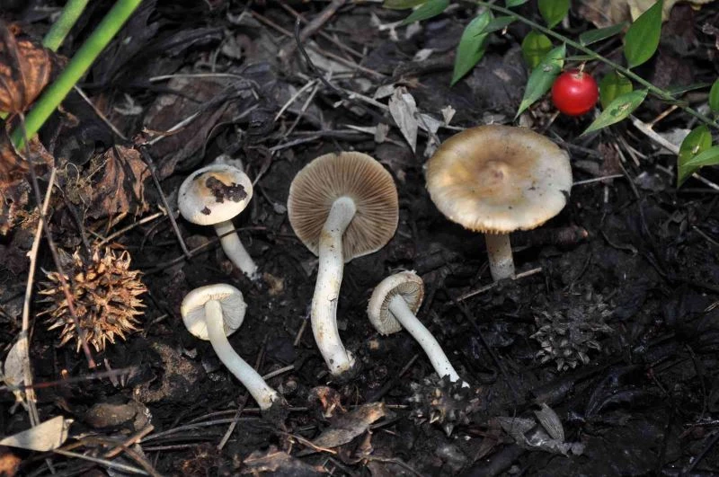 Dünyada sadece Türkiye’de yetişen sığla ormanlarında yeni bir mantar türü keşfedildi
