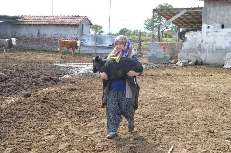 Manda yavruları ’çakal’ tehdidi altında
