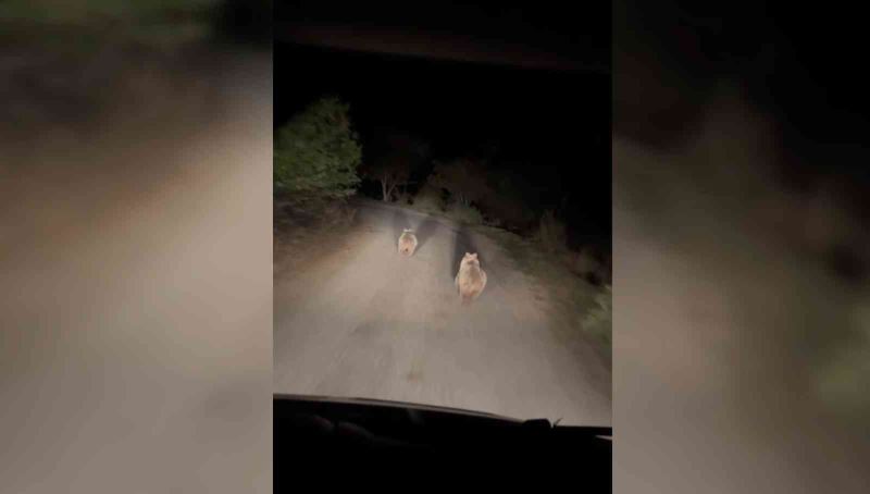 Ayılar köyün içinde otomobilin ışığıyla süratle koştu
