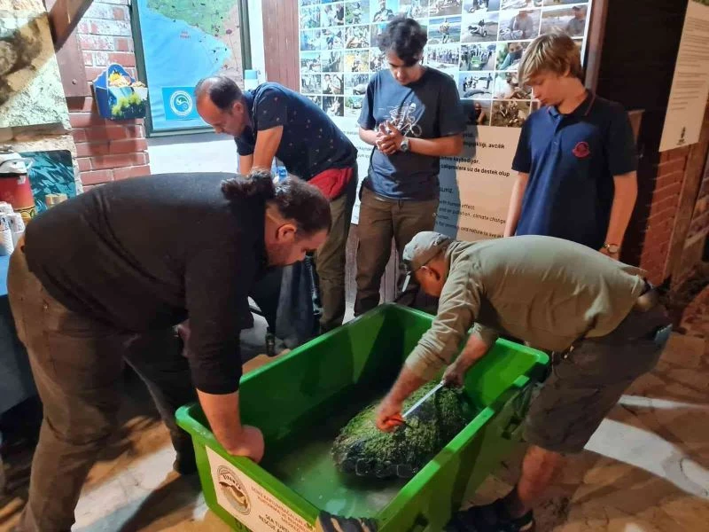 Vatandaşların dikkati ve işbirliği, 2 deniz kaplumbağasını kurtardı
