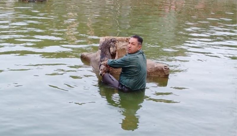 Nazilli’de havuza düşen köpeği belediye ekipleri kurtardı

