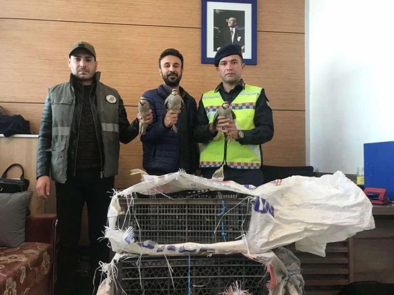 Künyeleri ve nakil izinleri olmayan kınalı kekliklere el konuldu
