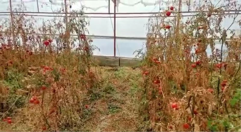 Serada cansız bedeni bulunan çiftçinin şüpheli ölümünde 3. kez gözaltına alınan şüpheli tutuklandı
