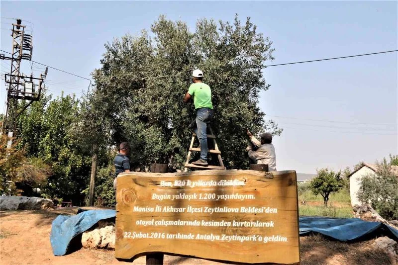 Özenle korunan bin 200 yıllık zeytin ağacında hasat bereketi
