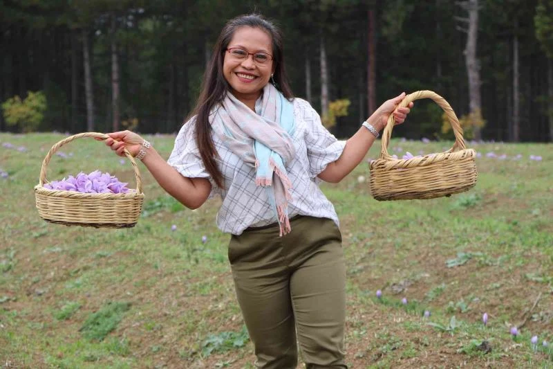 Dünyanın her yerinden safran görmeye geliyorlar
