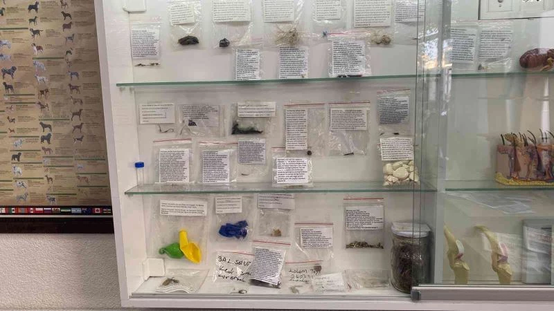 Ameliyat edilen kedi ve köpeklerden çıkan materyalleri koleksiyona dönüştürdü
