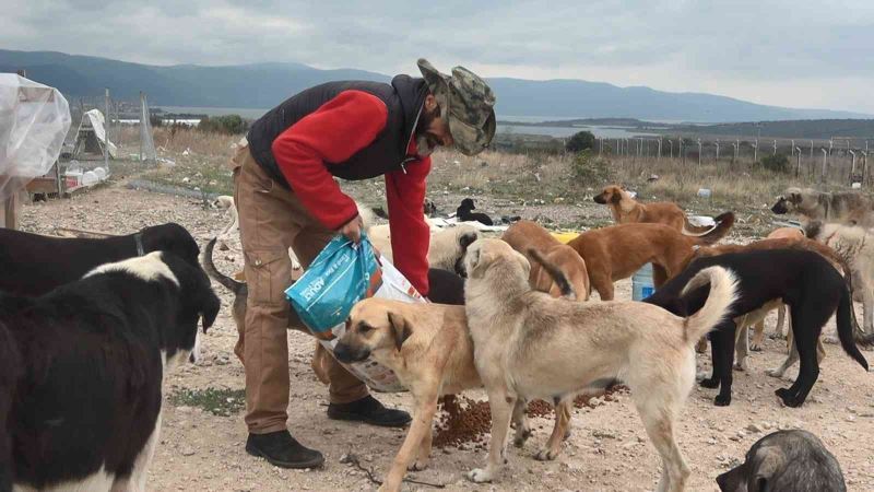 (Özel) Bursa’da 16 gönüllü, kurdukları barınakta 300 sokak hayvanına bakıyor
