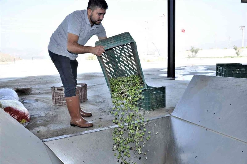 Aydın’da zeytinyağı sıkım sezonu başladı
