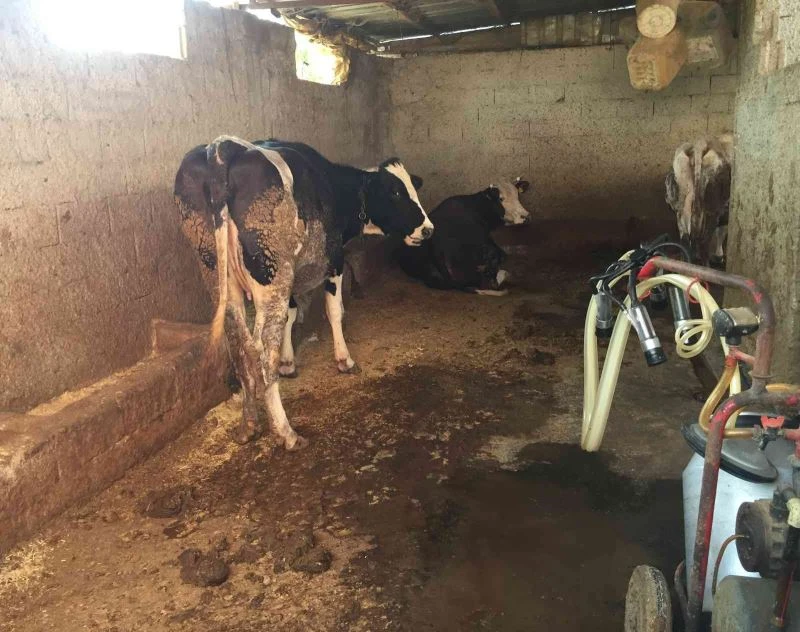 Ahıra süt sağmaya giden kız akıma kapılarak öldü

