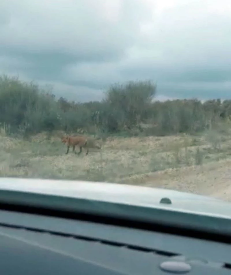 Aç tilkiyi gofretle besledikleri anları kayda aldılar
