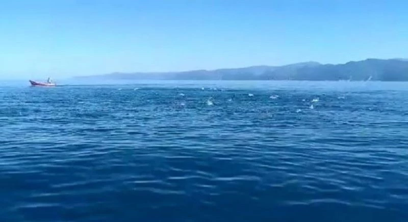 Palamut bolluğunun yaşandığı Karadeniz’de balıklar deniz üstünde dans gösterisi yaptı
