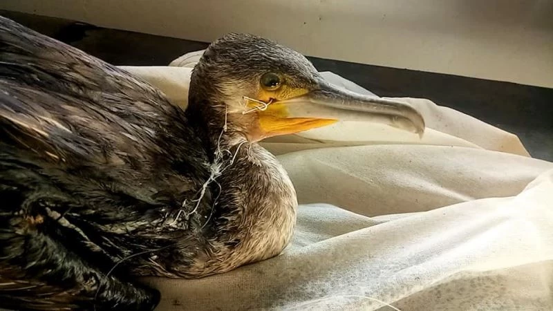 EKODOSD’tan balıkçılara “olta iğnesi” uyarısı
