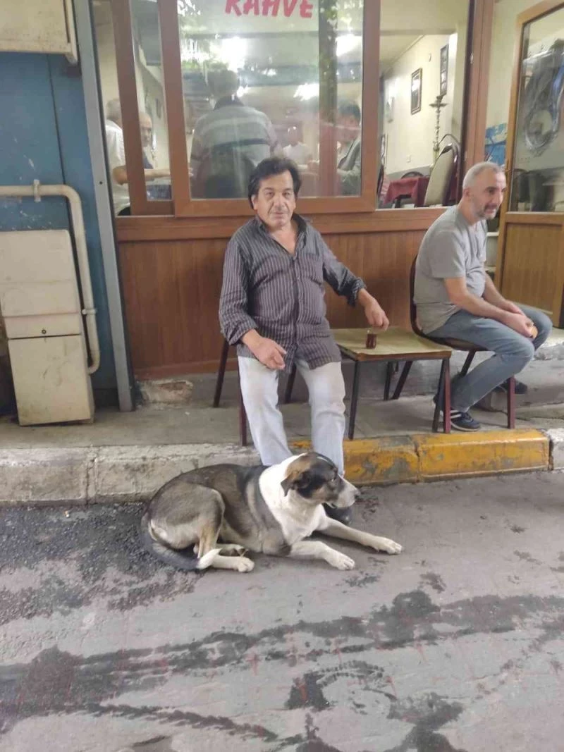 Köpeği için kemik şeklinde pasta hazırlattı: 