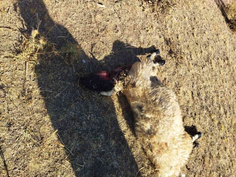 Aç kalan kurtlar sürüye saldırdı: 28 koyun telef oldu
