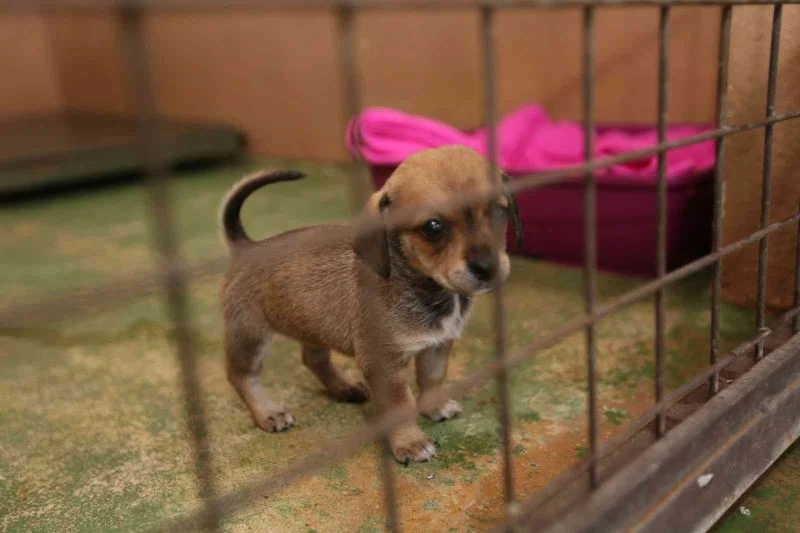 Sokak hayvanları bu merkezde şifa buluyor
