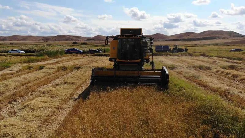 Çeltik rekoltesi çiftçinin yüzünü güldürdü
