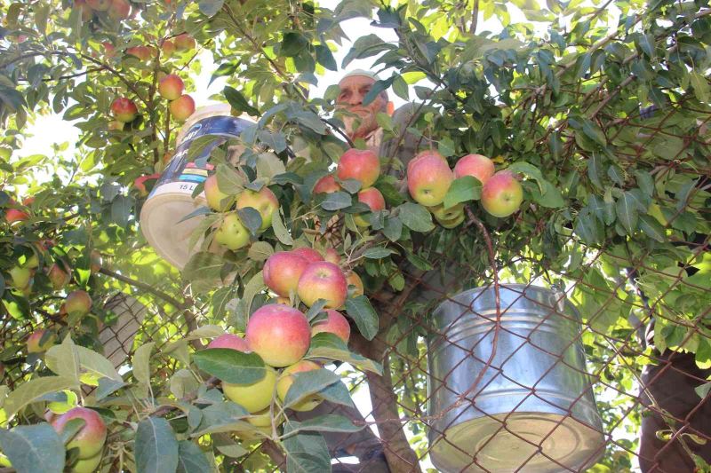 Doğal soğuk hava deposu yaylalarda elma hasadı başladı
