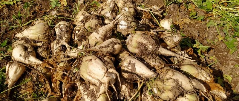 Pancar rekoltesi üreticinin yüzünü güldürdü
