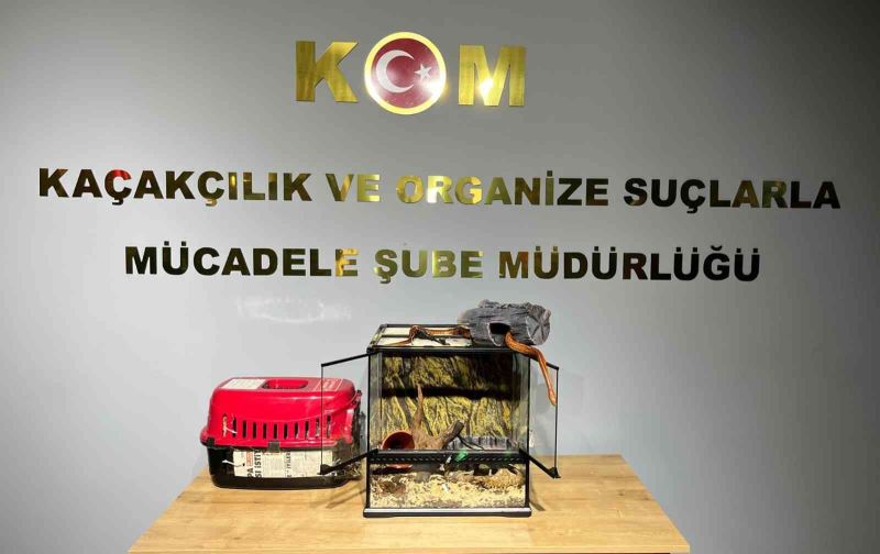 Bursa’da hayvan kaçakçılarına yönelik yapılan operasyonda tropikal papağan ve mısır yılanı ele geçirildi
