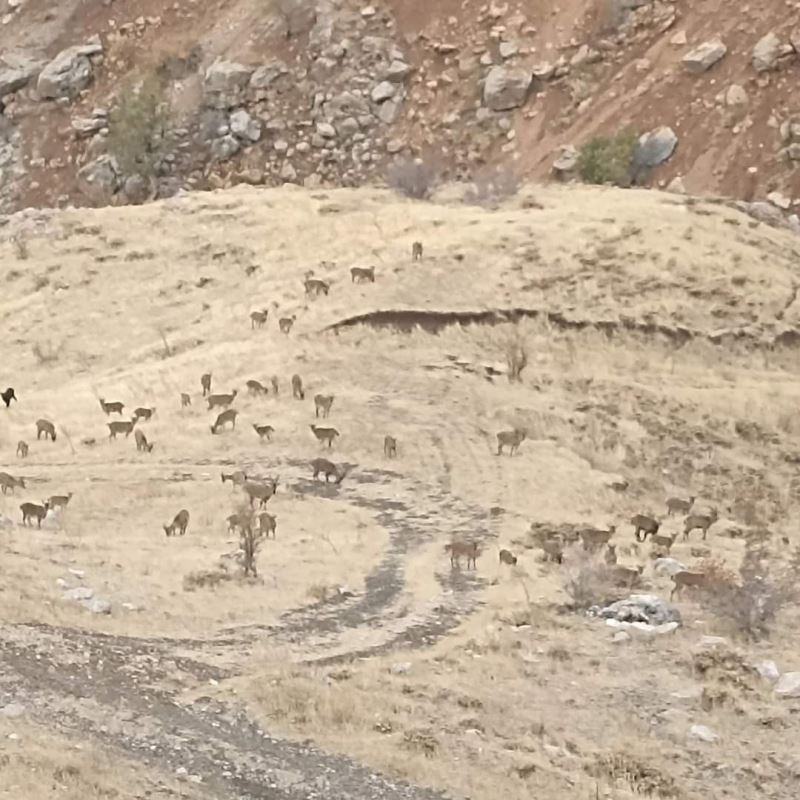 Dağ keçileri Sincik Boğazına indi
