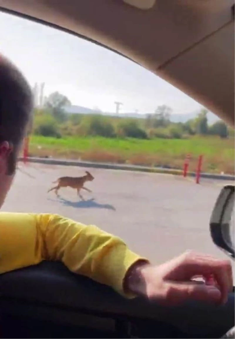 Pitbull cinsi köpeği sokağa terk eden şahsa 40 bin 860 lira ceza
