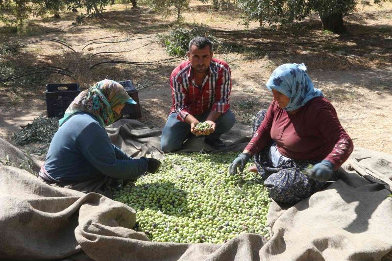 Mersin’de zeytin üreticileri hasat için işçi bulamıyor
