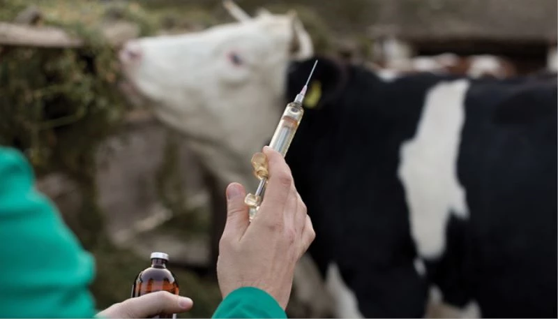 Pamukkale Belediyesinden hayvancılık sektörüne destek
