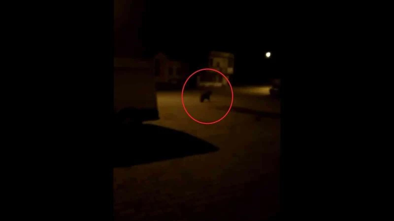 Fırının kapısını açtı, ayıyla karşılaştı
