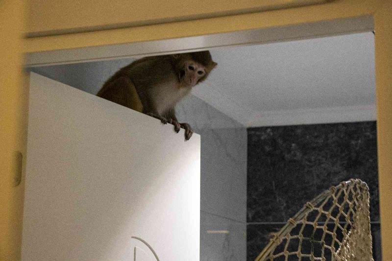 Davetsiz misafir makak maymunu koruma altında
