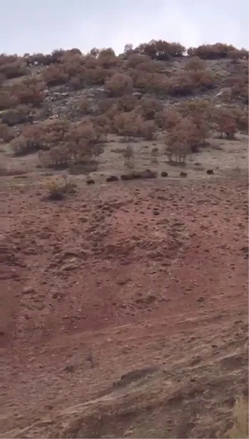 Köye inen domuz sürüsünü çoban köpeği uzaklaştırdı, o anlar kamerada
