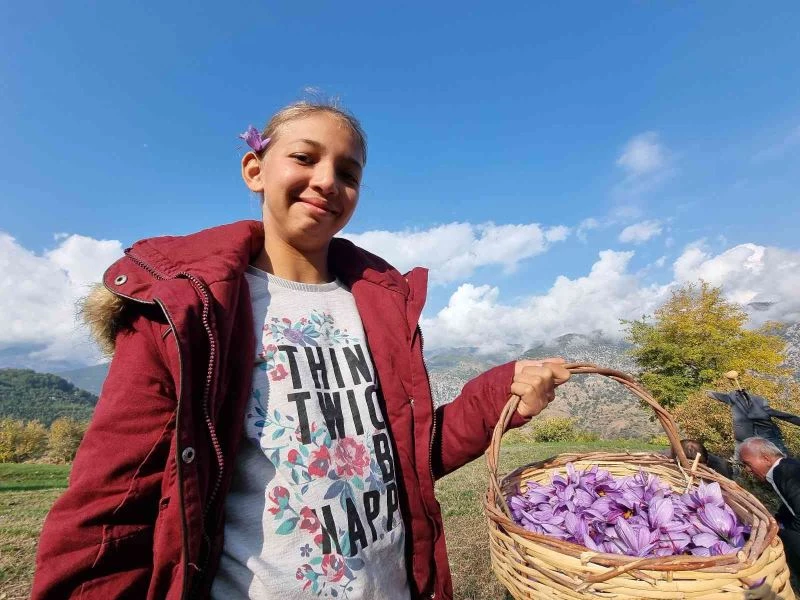 İki dönümden sadece 500 gram çıkıyor, gramı 60 TL’den alıcı buluyor
