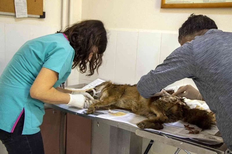 Yaralı çakal 3 saatlik operasyonla sağlığına kavuştu
