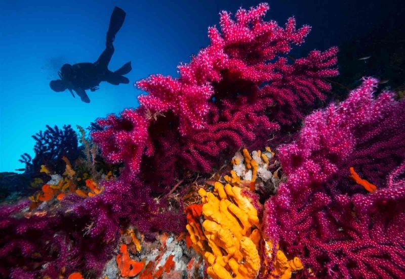 Ayvalık’ın kırmızı mercanları dünya turizmine açılıyor
