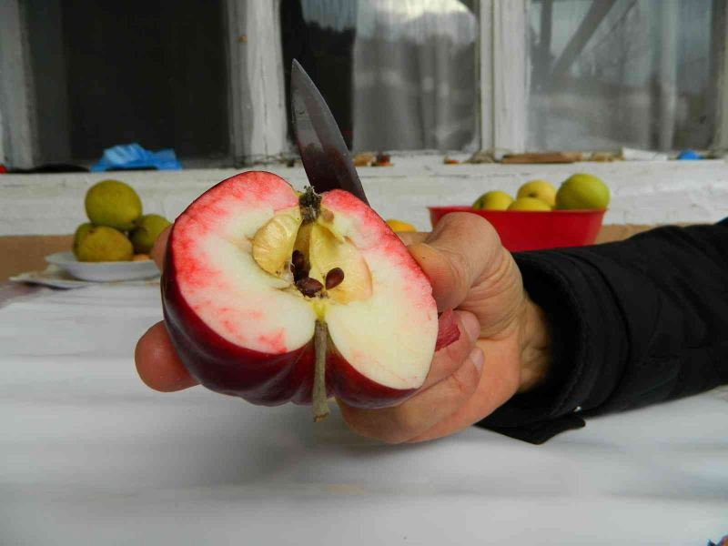 Bu elma sadece Posof’ta yetiştiriliyor
