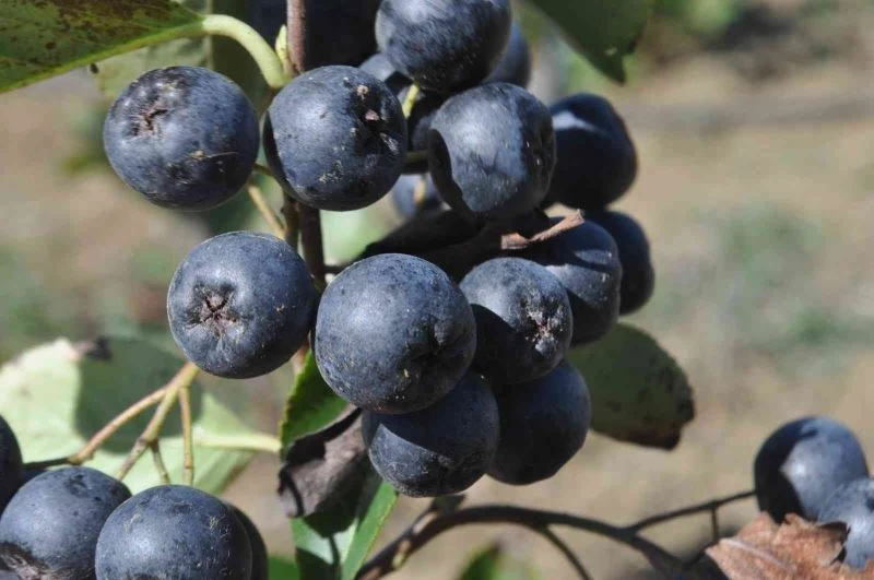 Yalova aronyasının üretimi katlanarak artıyor
