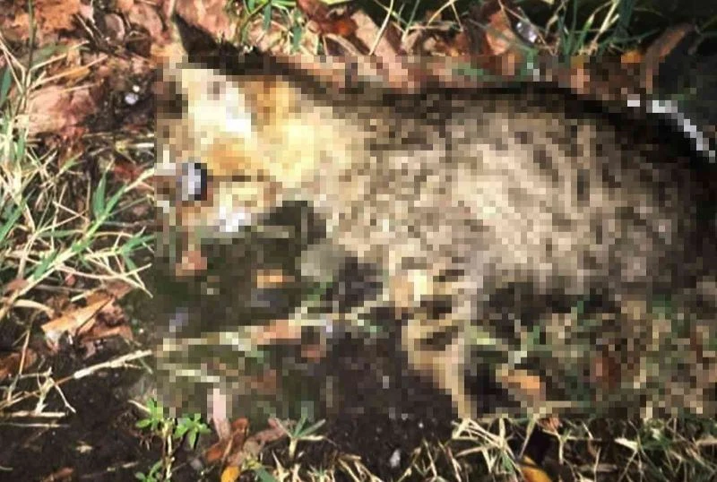 Yavru kediyi işkence yaparak öldürdüler
