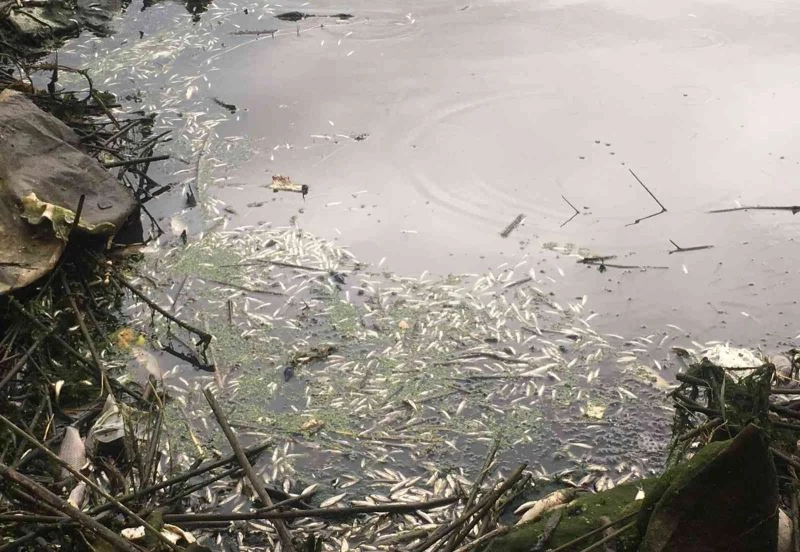 Kahramanmaraş’ta balık ölümleri üzerine harekete geçildi