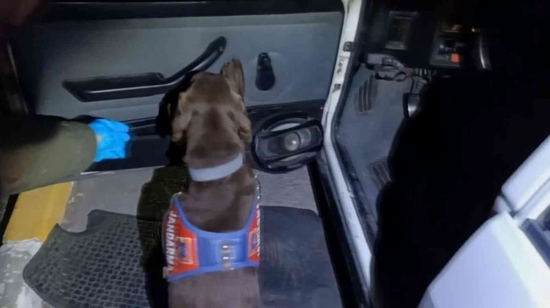 Uyuşturucuyu koklayarak buldu, patisiyle yerini gösterdi
