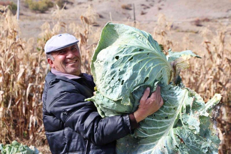 40 kiloluk lahanalar şaşkına çeviriyor

