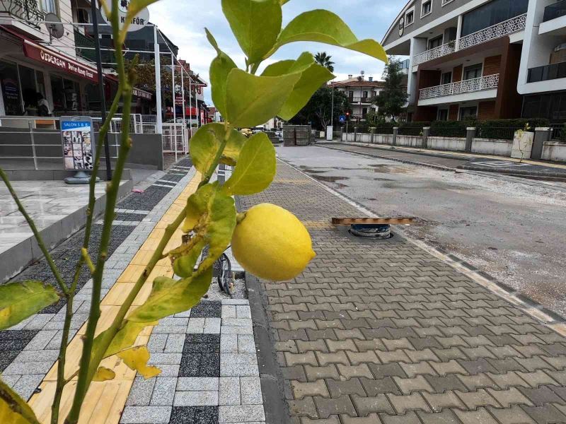 Marmaris’te sokakları limon ağaçları süsleyecek
